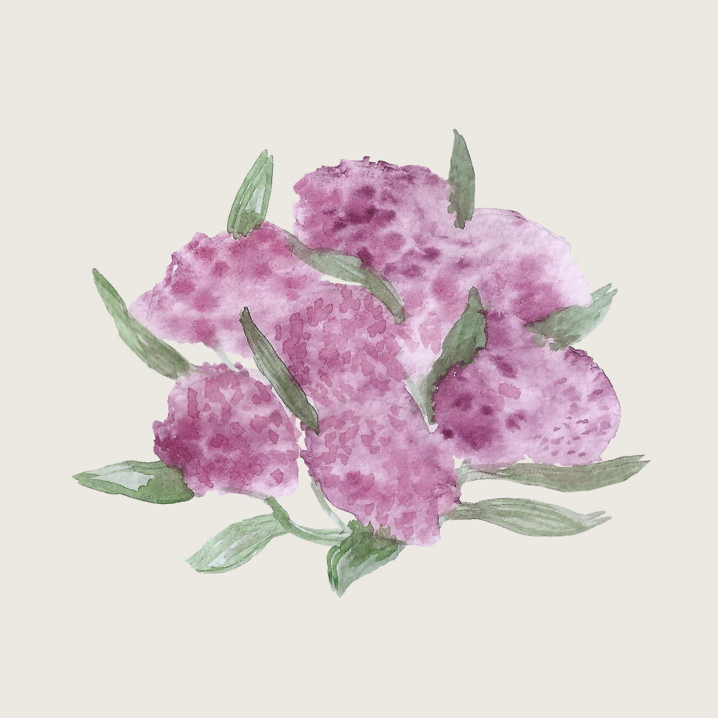 Sweet Alyssum