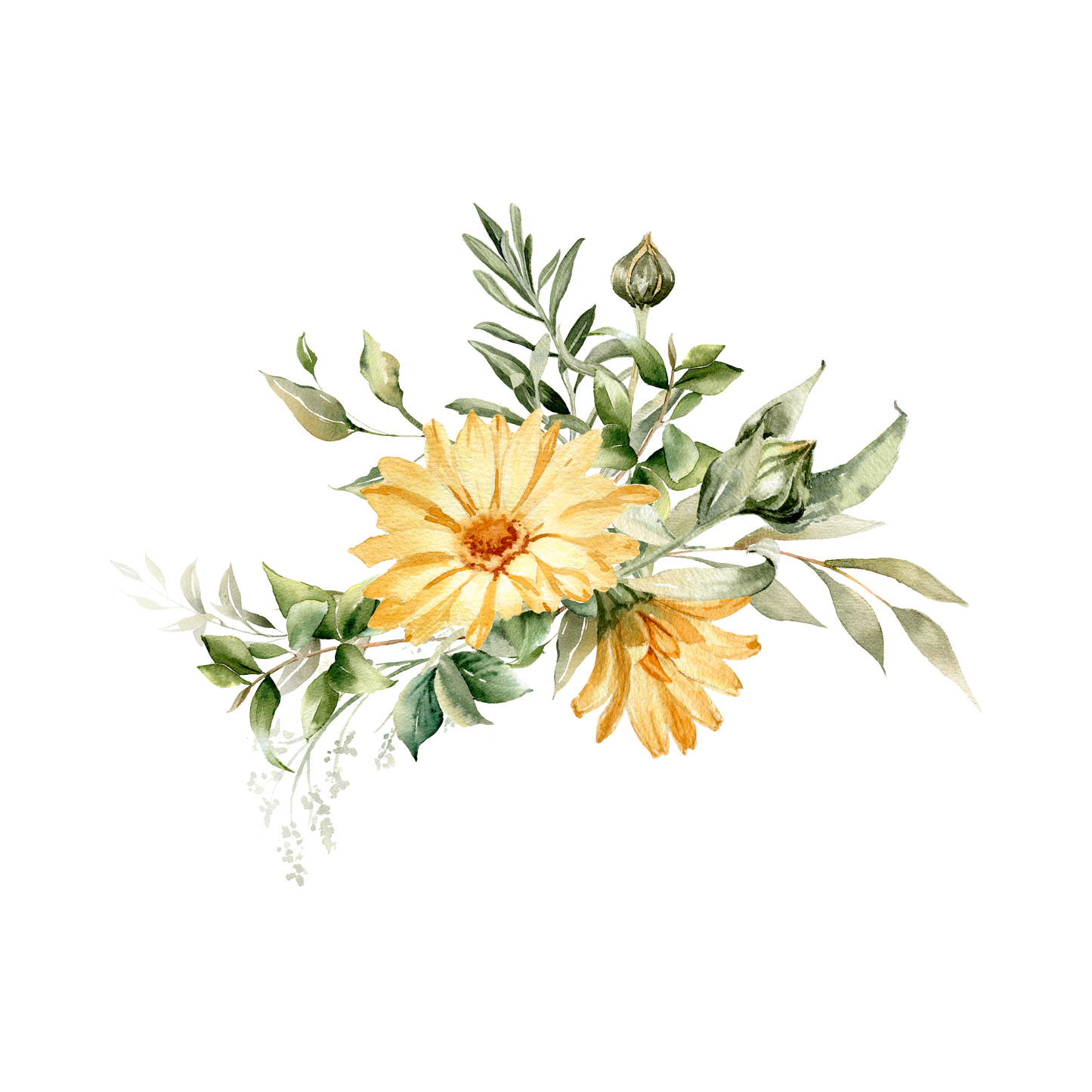 Calendula Orange Flash