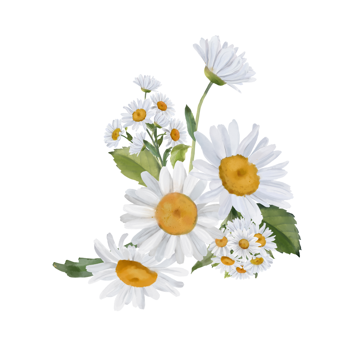 Chamomile