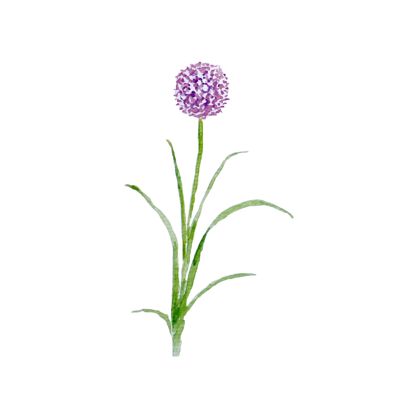 Chive Blossoms