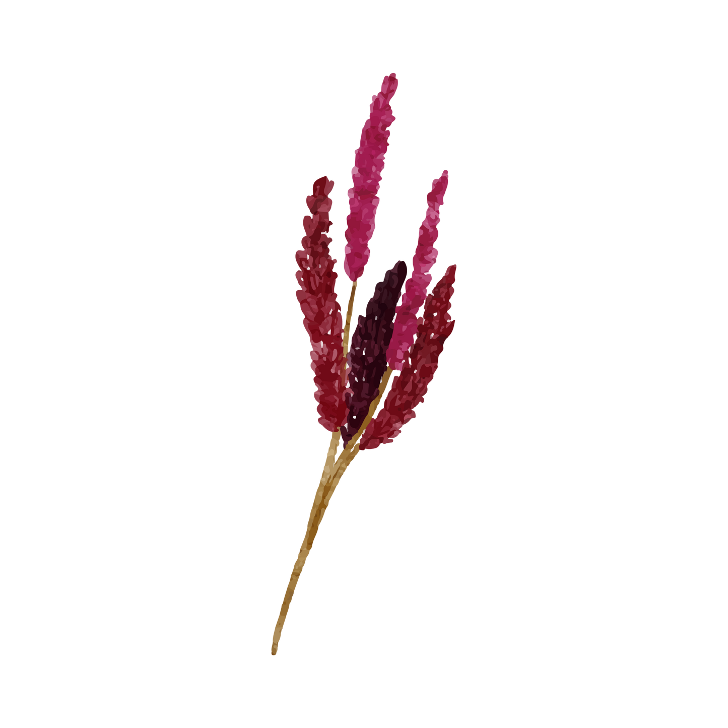Amaranth/Celosia