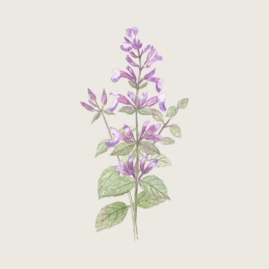 Bee Balm
