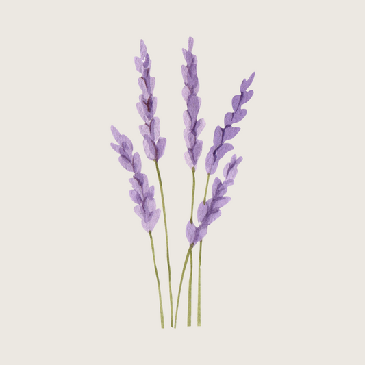 Lavender