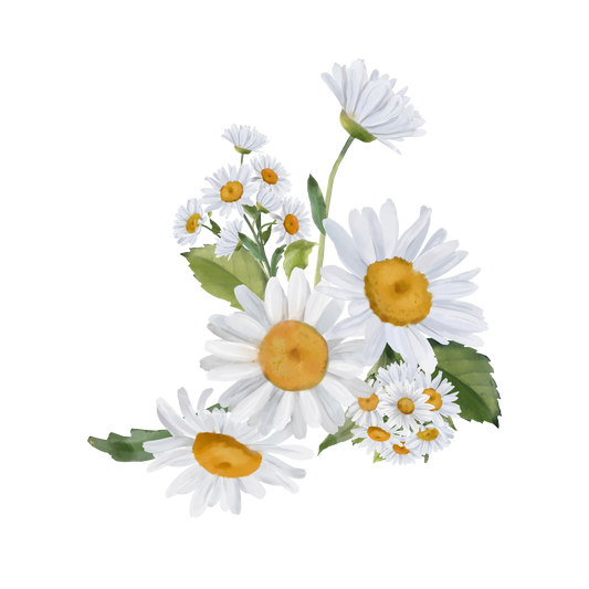 Chamomile