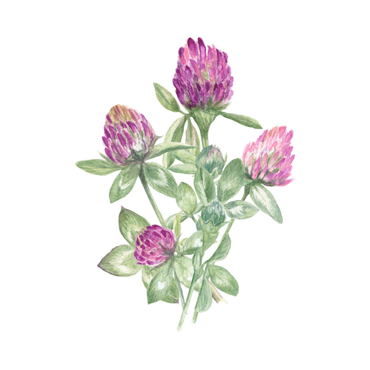 Gomphrena