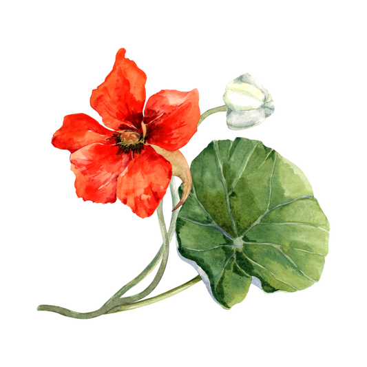 Nasturtium