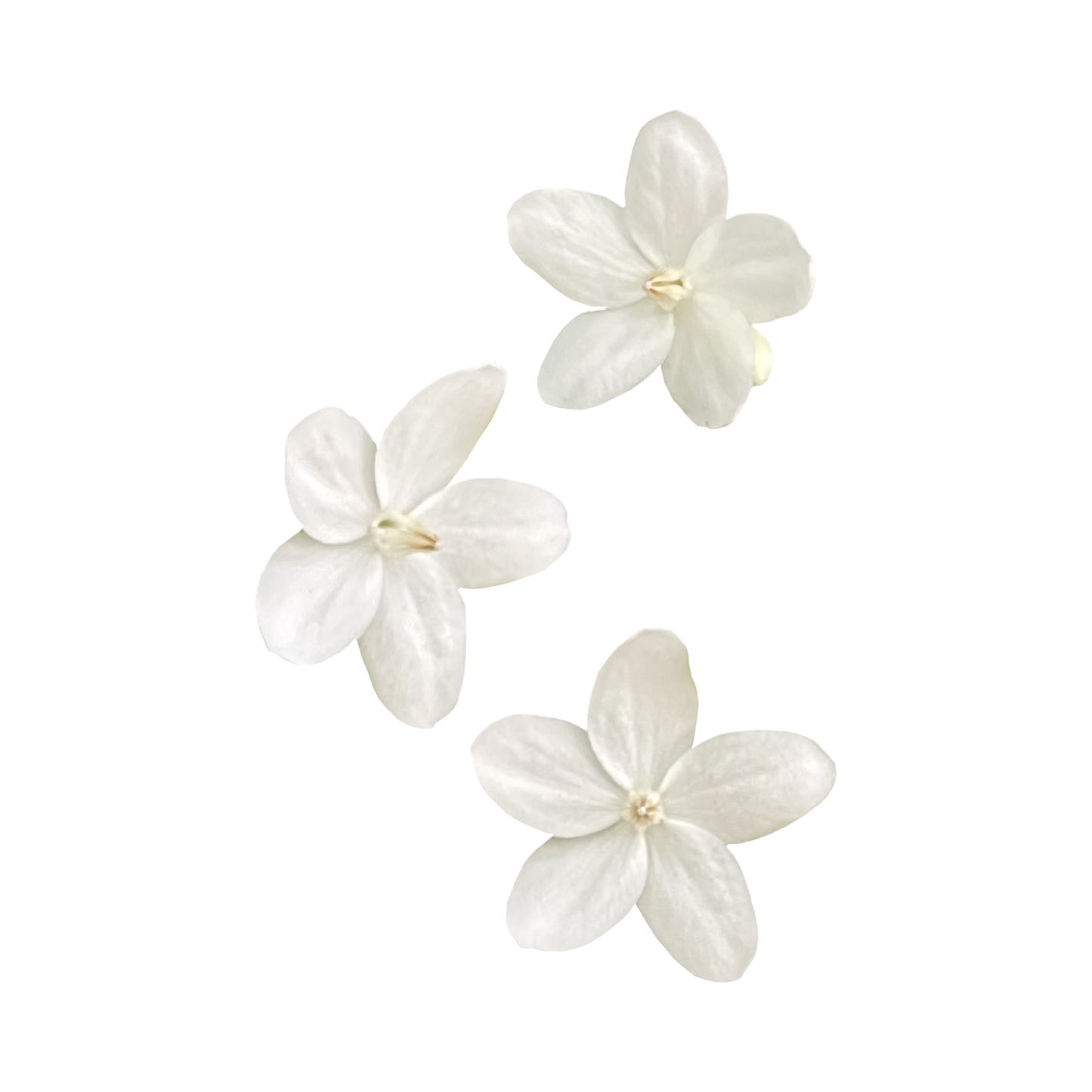 Jasmine Flower