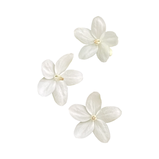 Jasmine Flower